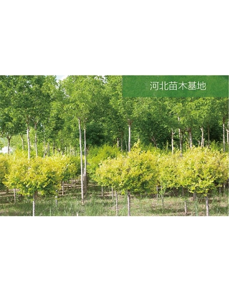 標題：苗木基地
瀏覽次數：1287
發(fā)表時(shí)間：2020-10-17