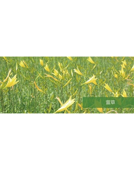 標題：地被
瀏覽次數：1110
發(fā)表時(shí)間：2020-10-17