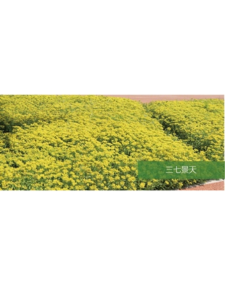 標題：地被
瀏覽次數：1338
發(fā)表時(shí)間：2020-10-17
