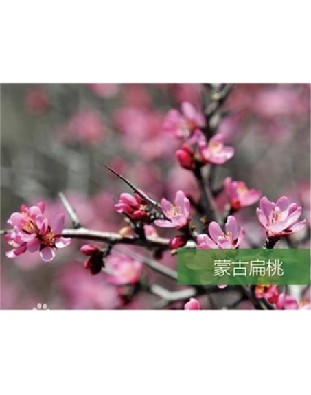 標題：名貴樹(shù)種
瀏覽次數：957
發(fā)表時(shí)間：2020-10-17