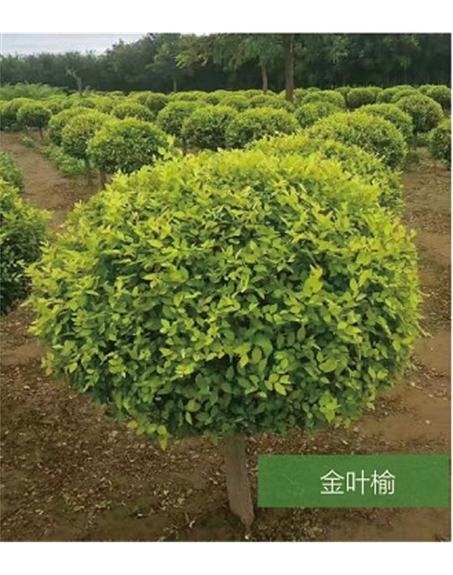 標題：名貴樹(shù)種
瀏覽次數：1075
發(fā)表時(shí)間：2020-10-17