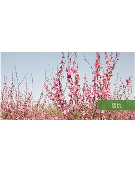 標題：?jiǎn)坦嗄?瀏覽次數：1082
發(fā)表時(shí)間：2020-10-17
