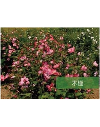 標題：?jiǎn)坦嗄?瀏覽次數：1080
發(fā)表時(shí)間：2020-10-17